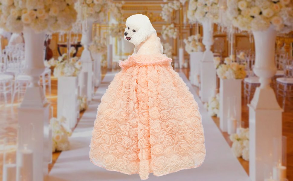 dog wedding dress