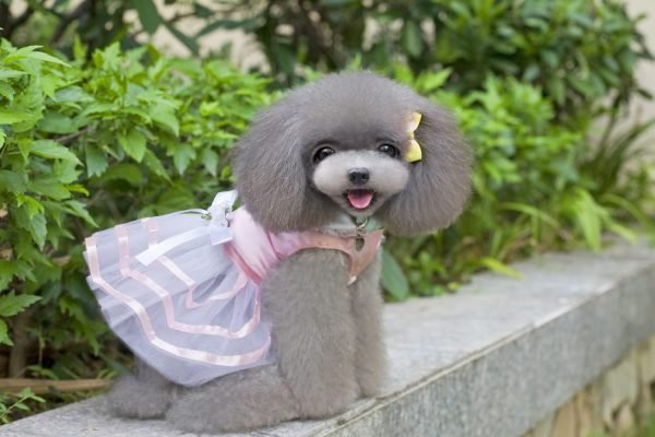 Small Dog Clothes for Girls Puppy Dresses Dog Clothe Tutu Dress for Girl Dog Puppy Clothes for Small Dog Outfits M