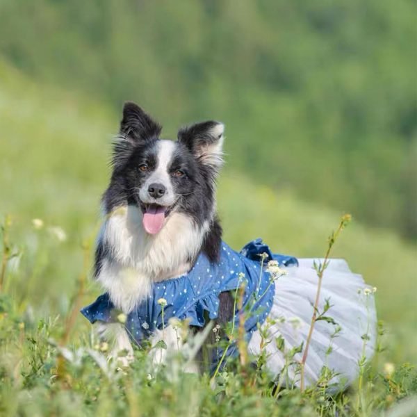 719ETj1ebKL._AC_SL1500 Polka Dot Big large Dog Princess Dress Tutu Skirt Golden Retriever Pitbull Summer Dog Clothes Hoodie Costume (XXXL, Blue)