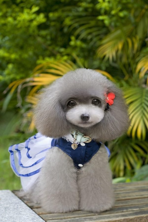 Dog Dresses Puppy Clothes for Small Dog Outfits Small Dog Cothes Female Yorkie Tutu Dress