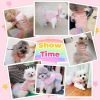 71oUiQ8y7eL._AC_SL1500 Small Dog Harness Dress Pink Cute Rainbow Tutu Dresses for Dogs Princess Summer Puppy Dog Dress for Small Dogs Girl Cat Dresses Clothes for Cats Only Shih Tzu Chihuahua Dog Clothes, Small