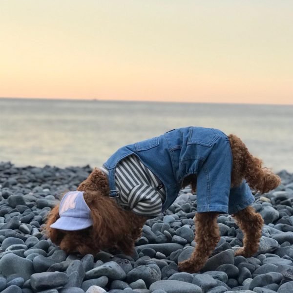 Dog Denim Jumpsuit Costumes Cat Pet Jean Overalls Clothes For Yorkie Bulldog (XL, Blue)