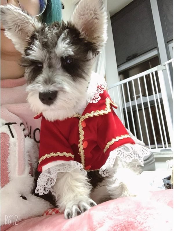 Dog Clothes Boy Dog Clothes Wedding Suit Tuxedo Cat Chihuahua Yorkshire Doggie Puppy Costume Poodle Pomeranian Schnauzer Pet Clothing Coat Dogs Or Cats Halloween