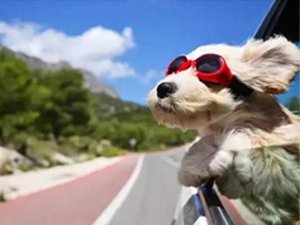 thunder jacket for dogs