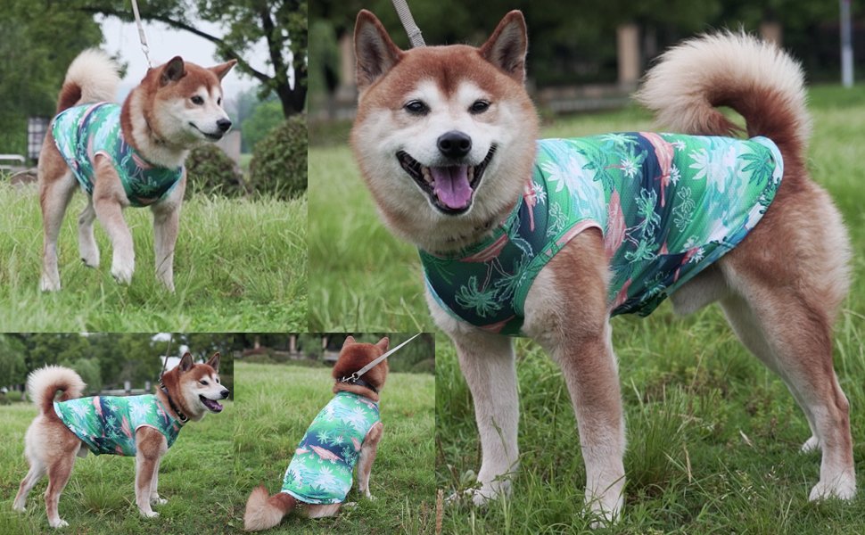 dog shirt