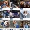 Small Dog Hoodie Clothes Cute Stripe Shirts Denim Jumpsuit One-Piece Outfit for Small Medium Dogs Cats Boy Girl Chihuahua Blue Jeans Overalls Puppy Costume (Blue,M)