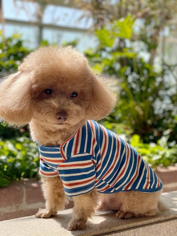 91ppC4MhTtL._AC_SL1500 Dog Shirts Cotton Striped T-Shirt, Summer Pet Clothes for Small Dogs, 2-Pack Soft Puppy Apparel Cat Tee, Breathable Stretchy, Blue Yellow XL