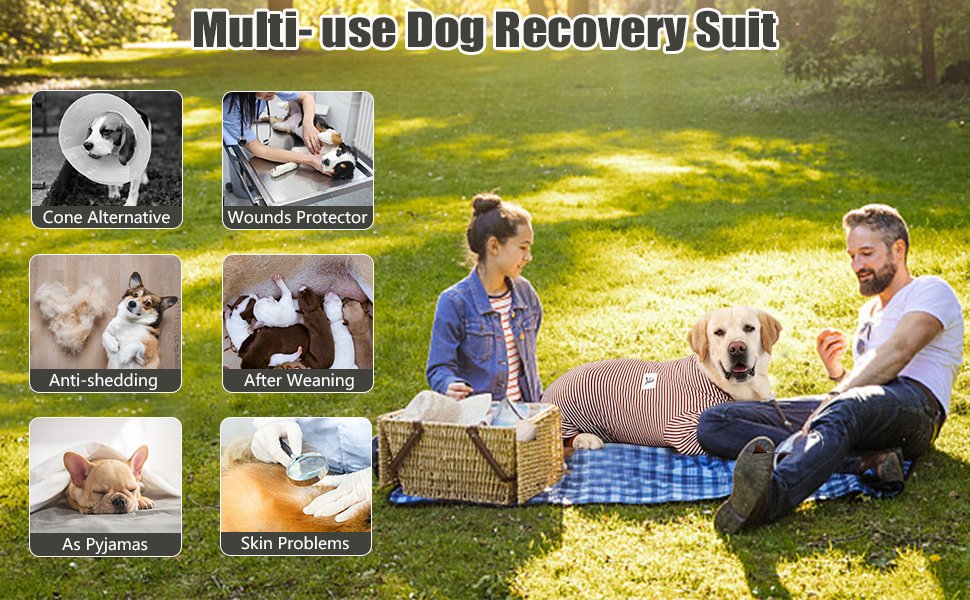 dog recovery suit