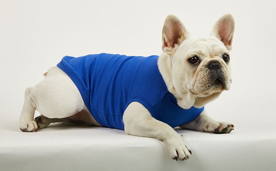 dog sleeveless