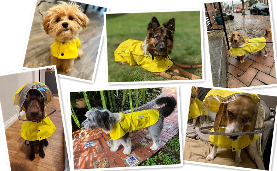 dog raincoat