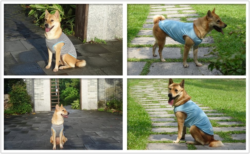 dog shirts
